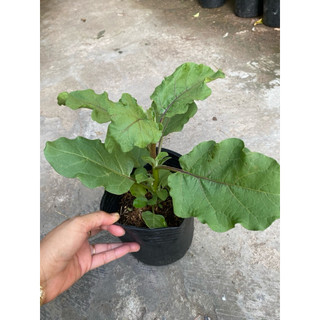 Chậu cây cà pháo tím