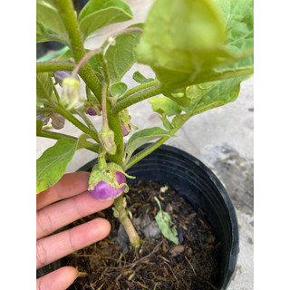 Chậu cây cà pháo tím