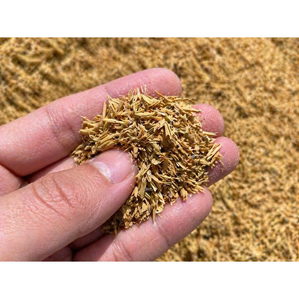 Trấu tươi Thái Bình sạch tự nhiên chuyên trộn đất trồng cây tạo độ tơi xốp giữ ẩm thoáng rễ ủ phân hữu cơ