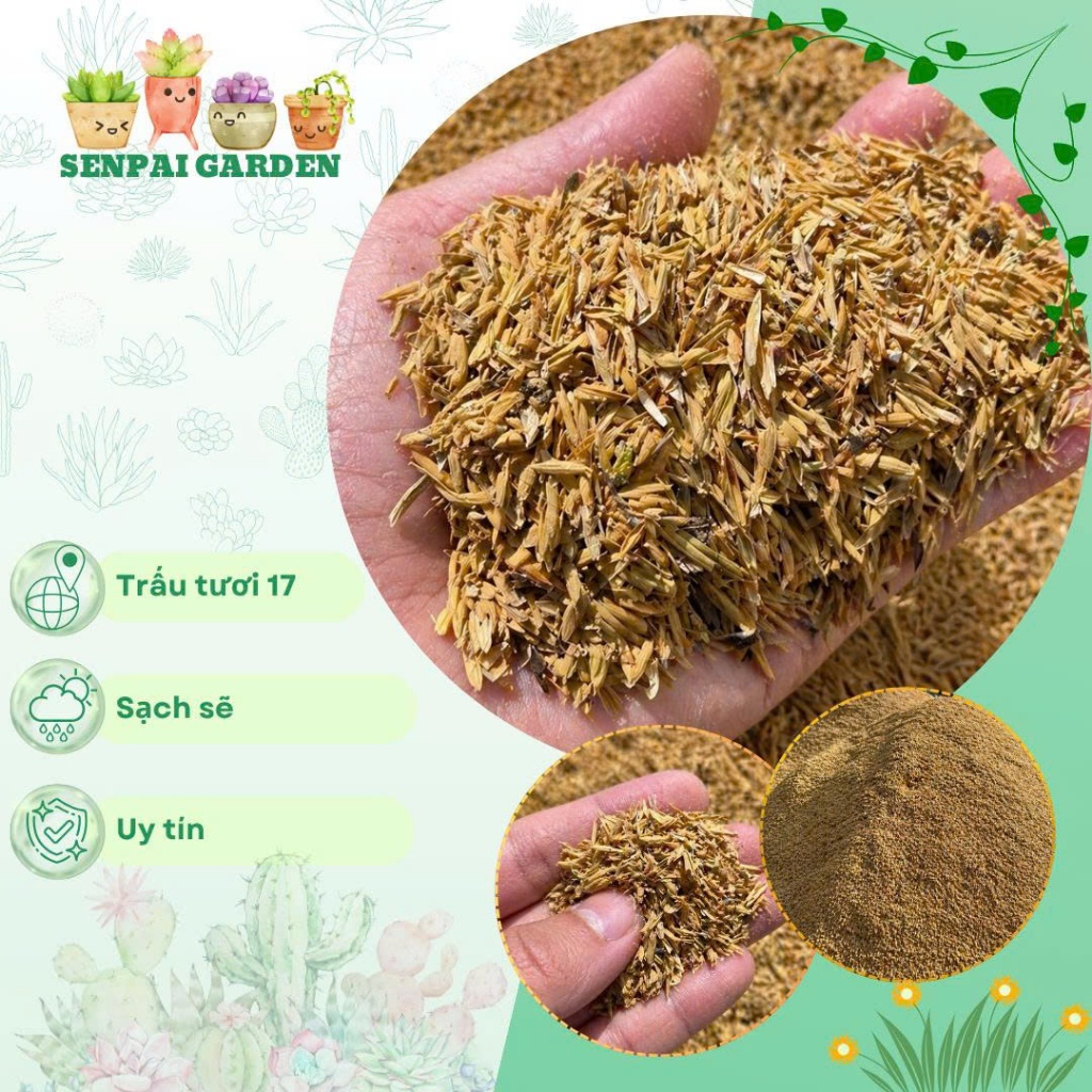 Trấu tươi Thái Bình sạch tự nhiên chuyên trộn đất trồng cây tạo độ tơi xốp giữ ẩm thoáng rễ ủ phân hữu cơ