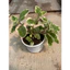 Cây húng chanh viền hồng cây 15cm LINHDAN GARDEN x NHACUARUNG FARM