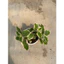 Cây húng chanh viền hồng cây 15cm LINHDAN GARDEN x NHACUARUNG FARM