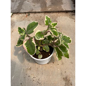 Cây húng chanh viền hồng cây 15cm LINHDAN GARDEN x NHACUARUNG FARM