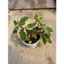Cây húng chanh viền hồng cây 15cm LINHDAN GARDEN x NHACUARUNG FARM
