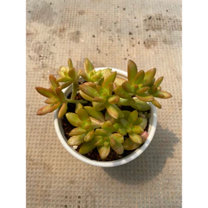 Sen đá ĐÁ LỬA size trung 10cm LINHDAN GARDEN