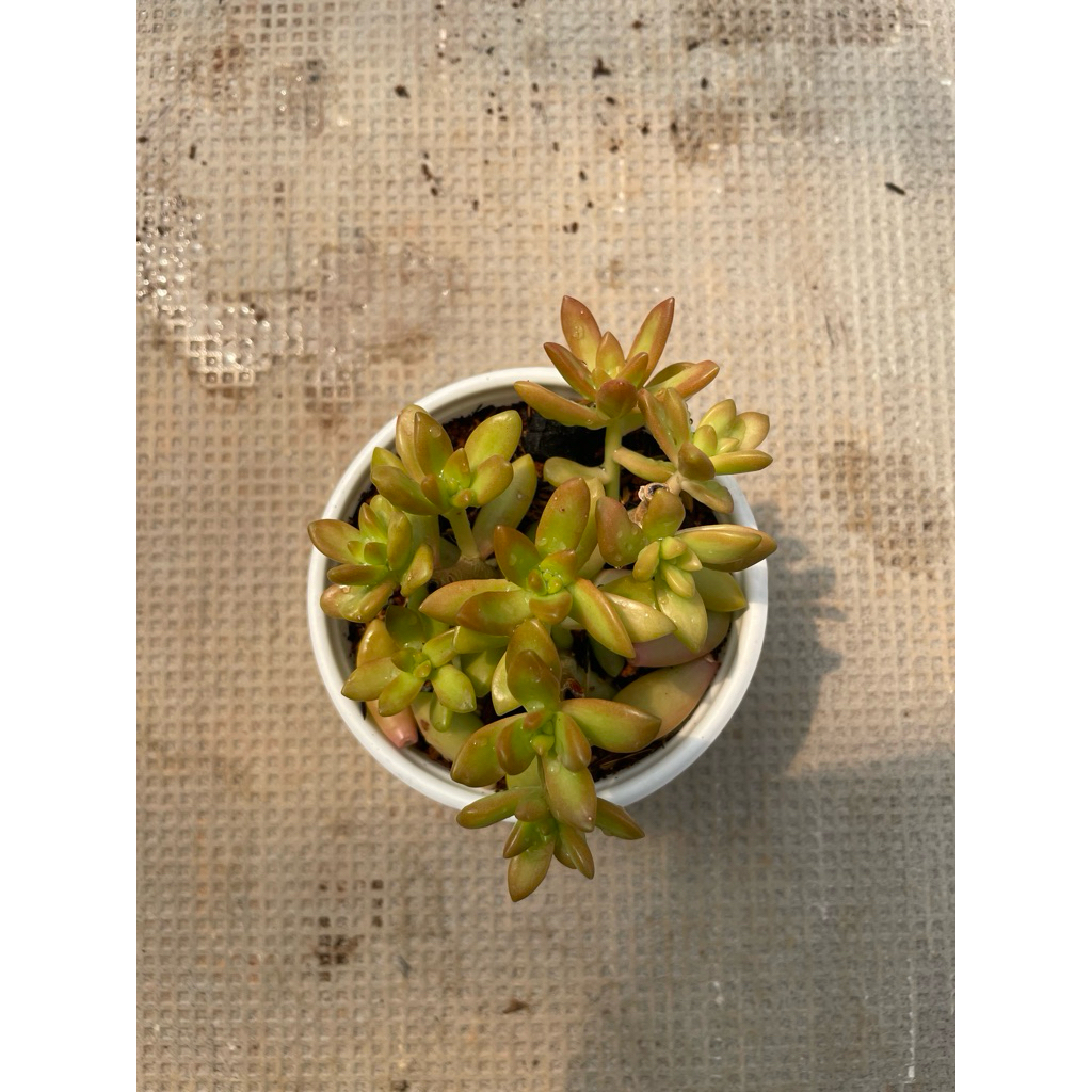 Sen đá ĐÁ LỬA size trung 10cm LINHDAN GARDEN