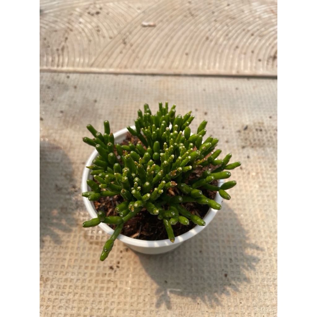 Sen đá trúc đốt 10cm LINHDAN GARDEN