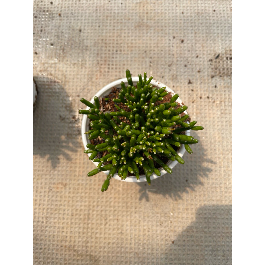 Sen đá trúc đốt 10cm LINHDAN GARDEN
