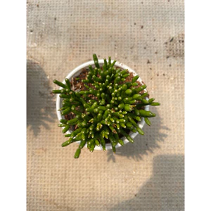 Sen đá trúc đốt 10cm LINHDAN GARDEN