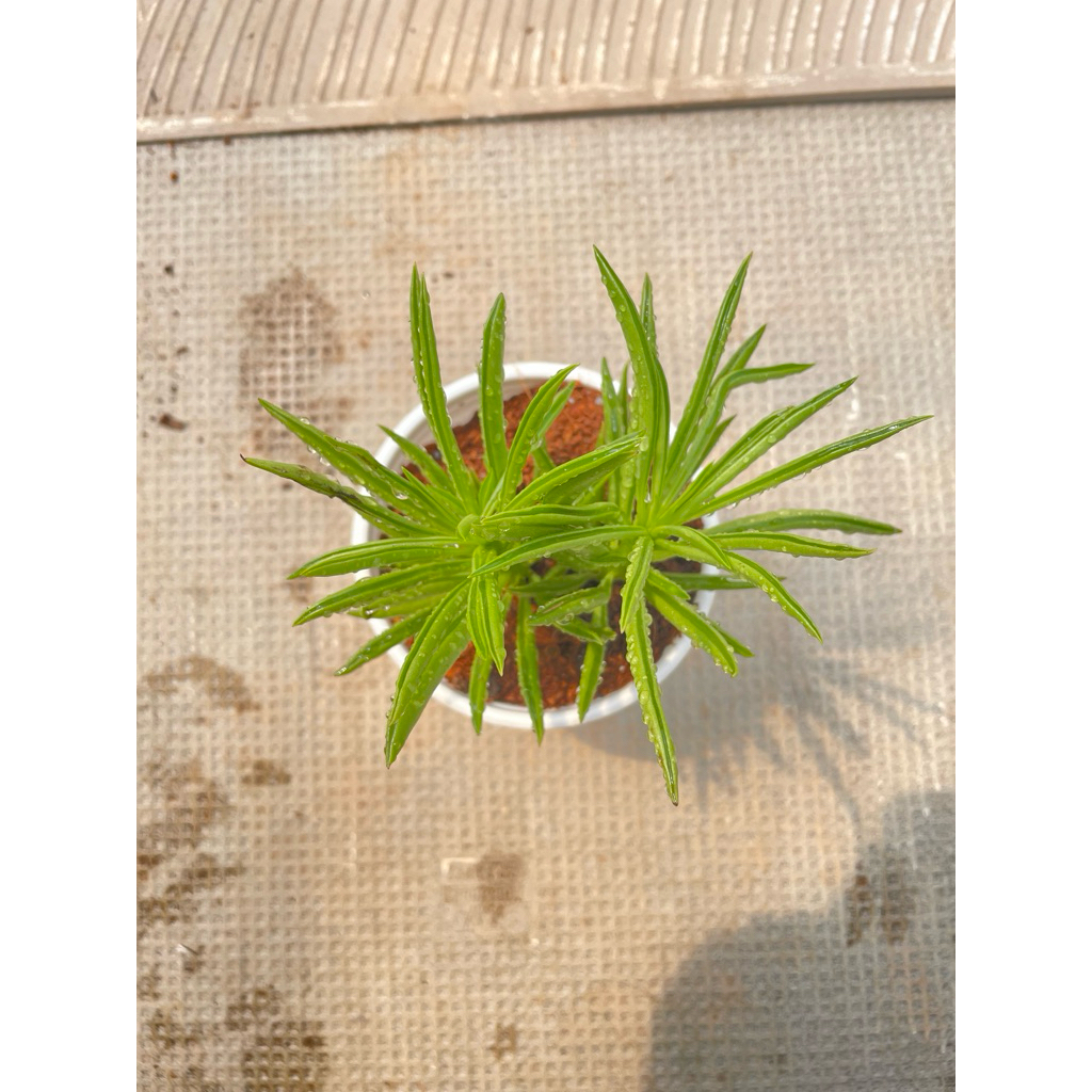 sen đá đuôi phụng size trung 10cm LINHDAN GARDEN