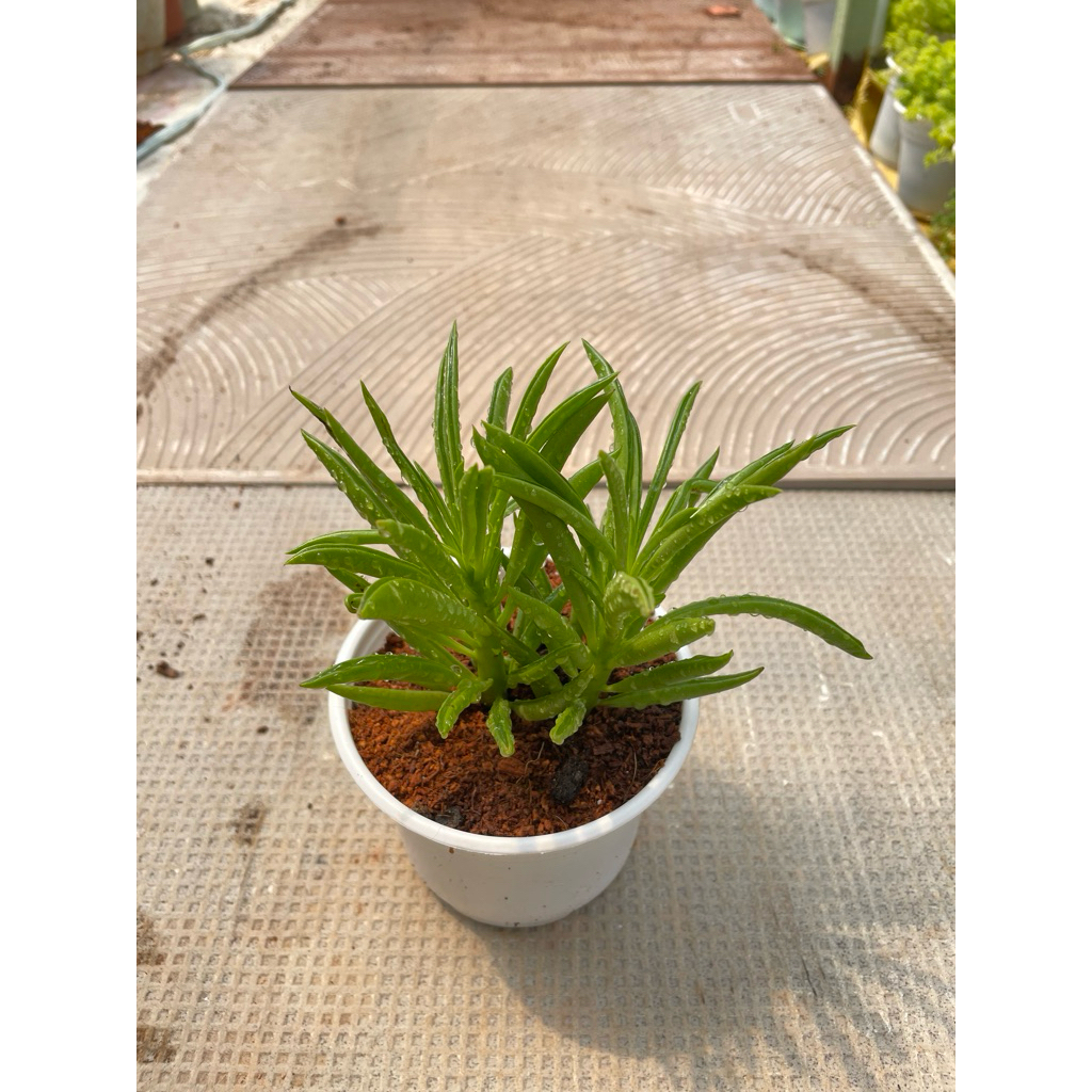 sen đá đuôi phụng size trung 10cm LINHDAN GARDEN