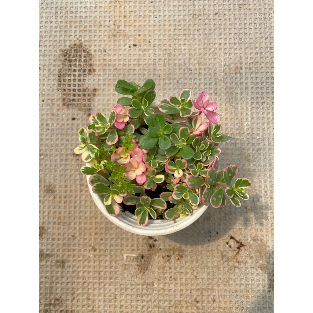 Sen đá sam hồng size trung 10cm LINHDAN GARDEN