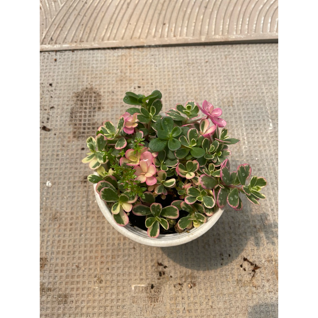 Sen đá sam hồng size trung 10cm LINHDAN GARDEN