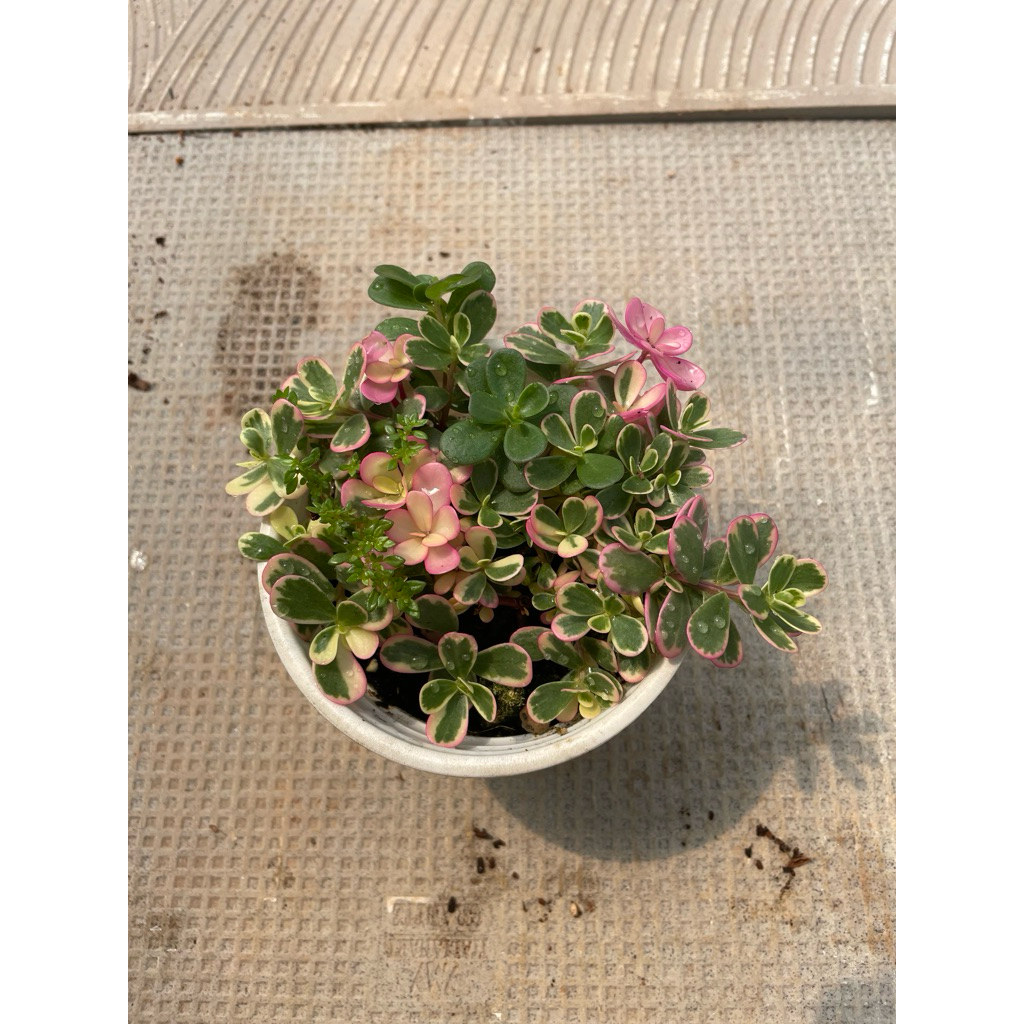 Sen đá sam hồng size trung 10cm LINHDAN GARDEN
