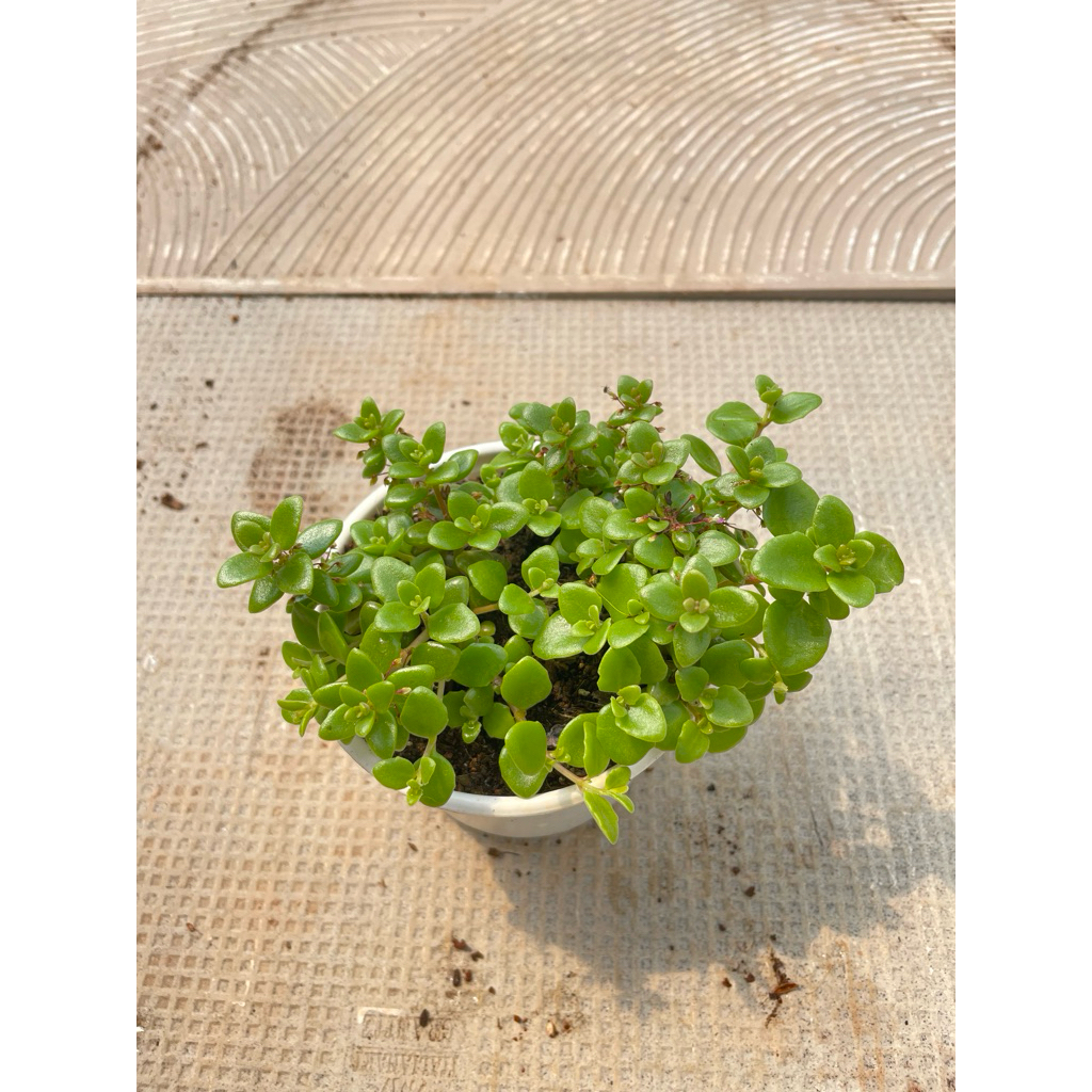 Cây vảy rồng size 10cm LINHDAN GARDEN