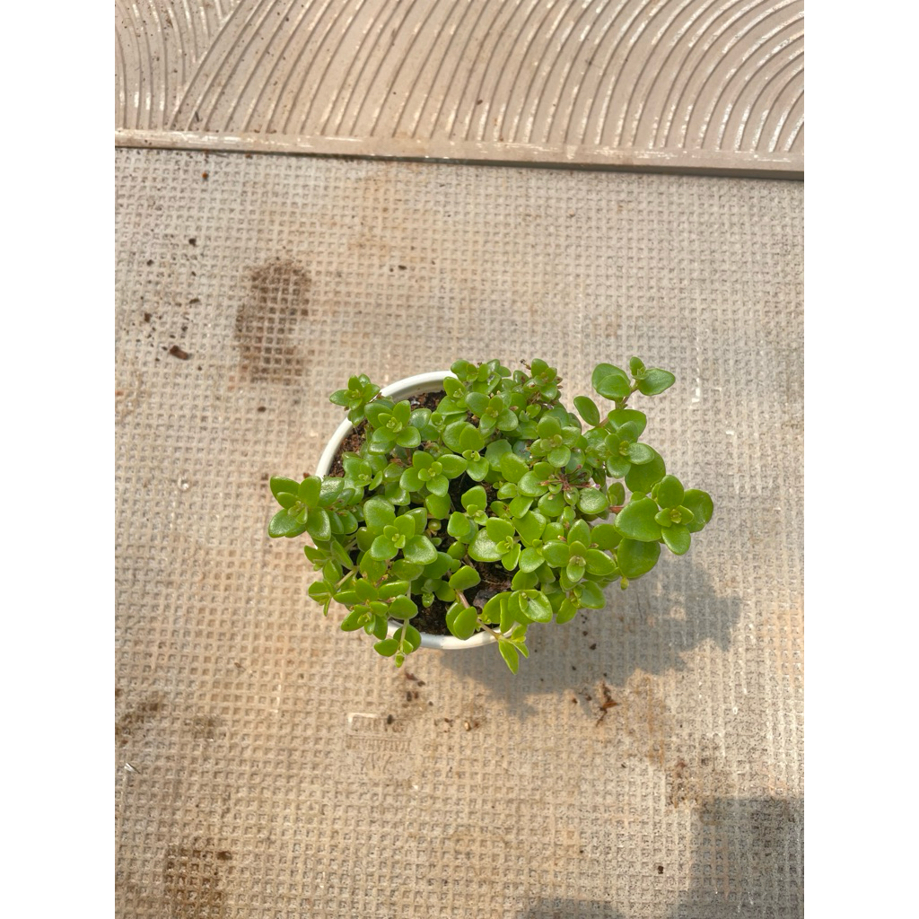 Cây vảy rồng size 10cm LINHDAN GARDEN