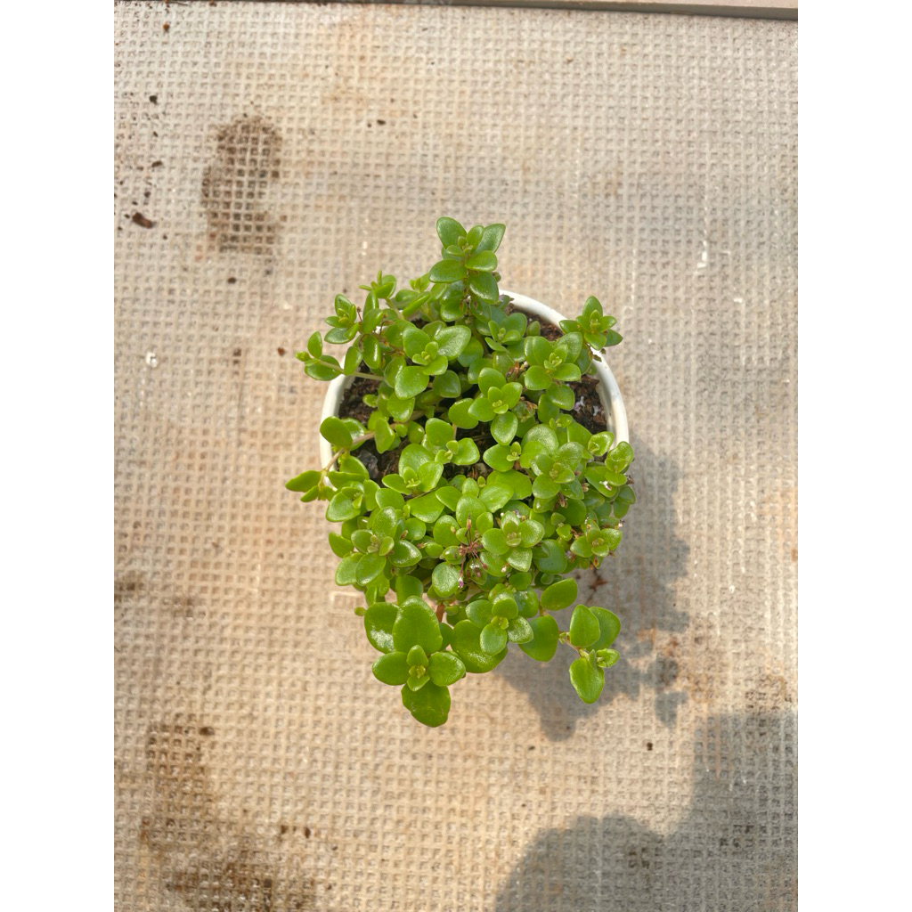 Cây vảy rồng size 10cm LINHDAN GARDEN
