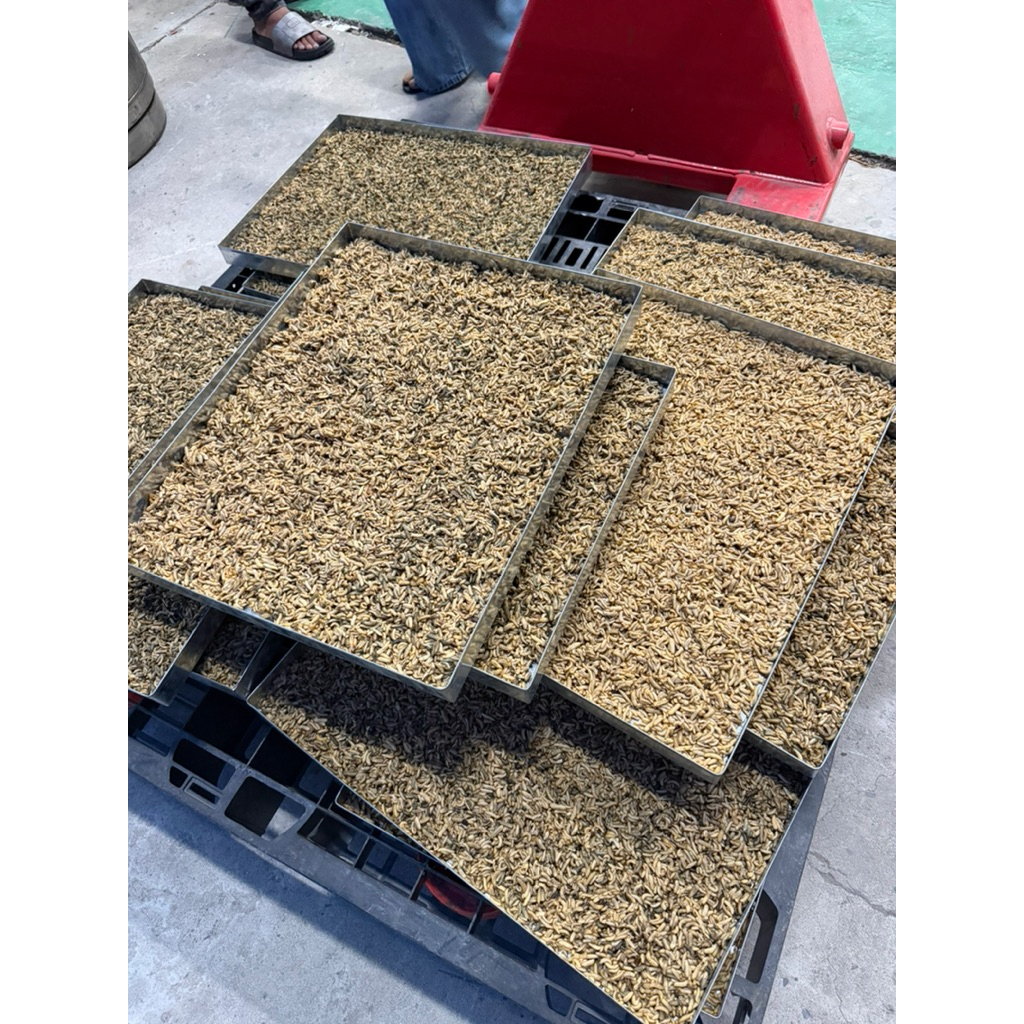 Sâu Canxi Sấy Khô Cho Gà, Cá, Chim, Hamster, Bò Sát – Thức Ăn Giàu Đạm & Canxi Giúp Tăng Trưởng Nhanh