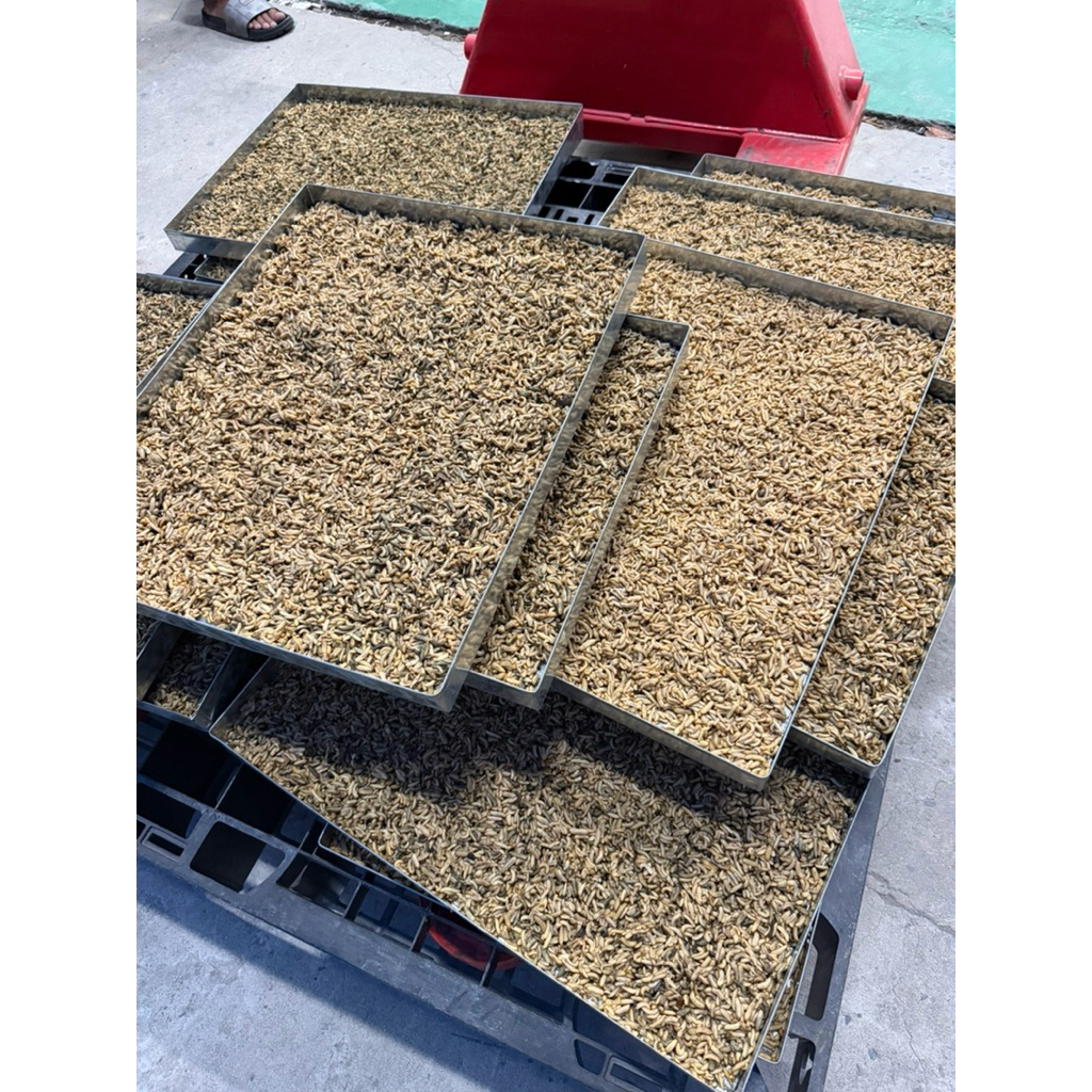 Sâu Canxi Sấy Khô Cho Gà, Cá, Chim, Hamster, Bò Sát – Thức Ăn Giàu Đạm & Canxi Giúp Tăng Trưởng Nhanh