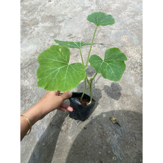 Combo 5 bầu dây  bí rợ ( bí đỏ) làm giống
