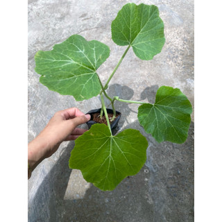 Combo 5 bầu dây  bí rợ ( bí đỏ) làm giống