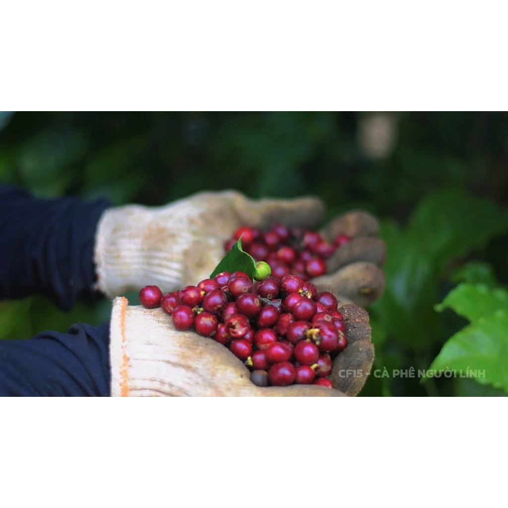 Cà Phê  Phin Giấy CF15 Coffee - Hộp 10 Gói - Cà Phê Người Lính ( Robusta Nguyên Chất)