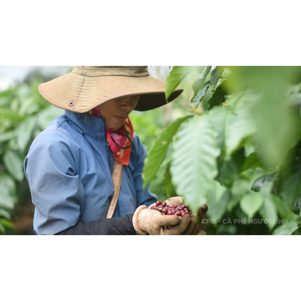 Cà Phê  Phin Giấy CF15 Coffee - Hộp 10 Gói - Cà Phê Người Lính ( Robusta Nguyên Chất)