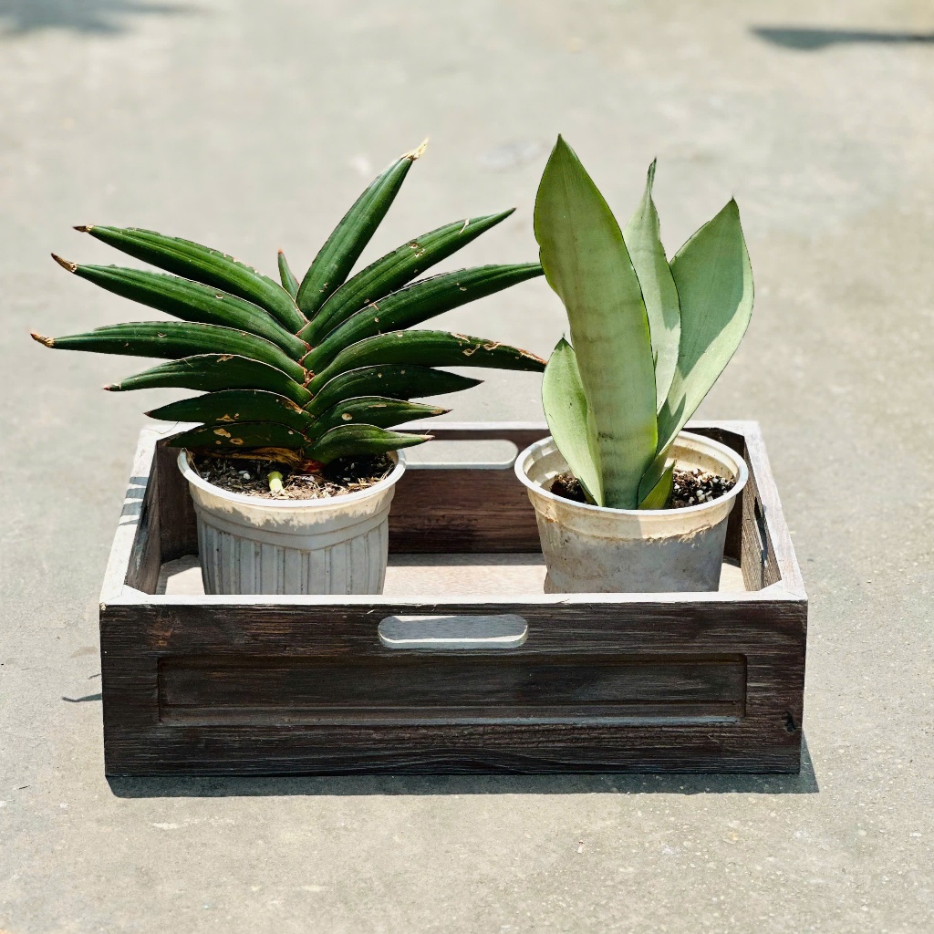 Thùng gỗ thông trang trí nhiều kích thước, hộp gỗ đa năng, gọn gàng, bền đẹp | BigBuy360 - bigbuy360.vn