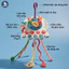 Đồ Chơi Rút Dây Cho Bé GutyKids Đồ Chơi Montessori Gặm Nướu Silicon Giáo Dục Sớm Kết Hợp Vận Động Hình Dáng Đáng Yêu