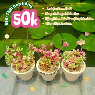 Sam Thái Hoa Hồng (Lá Cẩm Thạch)  Size Chậu 7x6cm – Cây Cảnh Mini Decor Bàn Làm Việc Xinh Xắn – MẦM NẮNG GARDEN