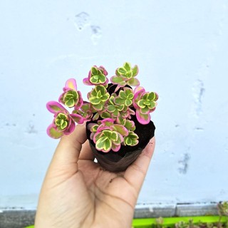 Sam Thái Hoa Hồng (Lá Cẩm Thạch)  Size Chậu 7x6cm – Cây Cảnh Mini Decor Bàn Làm Việc Xinh Xắn – MẦM NẮNG GARDEN