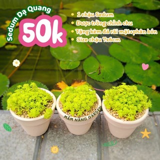 Sedum Dạ Quang Size Chậu 7x6cm – Chậu Cây Trồng Sẵn Decor Bàn Làm Việc – MẦM NẮNG GARDEN.