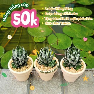 Cây Móng Rồng Cúp Size 7x6cm Trồng Sẵn Chỉnh Chu – Cây Cảnh Phong Thủy May Mắn – MẦM NẮNG GARDEN