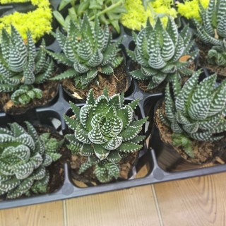 Cây Móng Rồng Cúp Size 7x6cm Trồng Sẵn Chỉnh Chu – Cây Cảnh Phong Thủy May Mắn – MẦM NẮNG GARDEN
