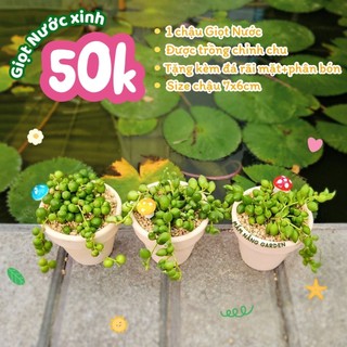 [Trồng Sẵn] Chậu Sen Đá Giọt Nước Size 7x6cm – Quà Tặng Xanh Ý Nghĩa, Decor Bàn Làm Việc– MẦM NẮNG GARDEN