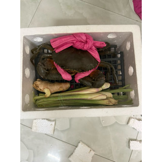 6 con cua thịt Y3 (2kg5~2kg7) em giao sống tặng thùng như hình