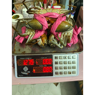 6 con cua thịt Y3 (2kg5~2kg7) em giao sống tặng thùng như hình
