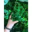 Bịch 500g Cỏ Điểm Cành Táo Dài Cúc Họa Mi Trang Trí Bánh Kem Nhà Cửa, Nơ Buộc Hoa... DUHA 106