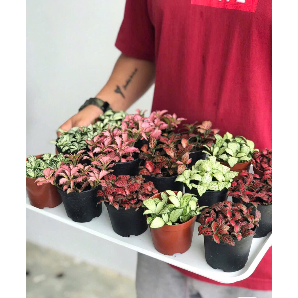 Cẩm nhung Fittonia đa sắc,cáy may mắn trang trí sân vườn,tiểu cảnh,bán cạn,tẻarium.