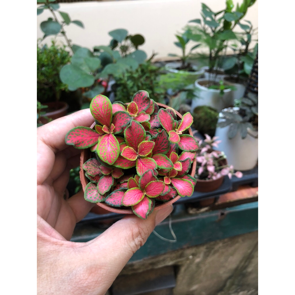 Cẩm nhung Fittonia đa sắc,cáy may mắn trang trí sân vườn,tiểu cảnh,bán cạn,tẻarium.
