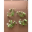 100g Cỏ Điểm Baby Cỏ Bi Lá Hồng Lá Táo Hoa Giả Nhựa Làm Hoa Trang Trí Handmade DUHA 141