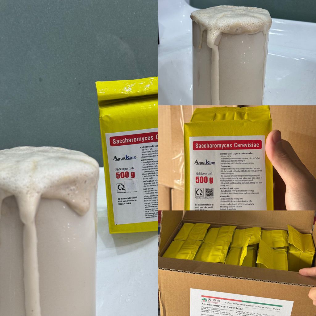 SACCHAROMYCES Nấm Men Ngừa Phân Trắng - Nấm Đồng Tiền