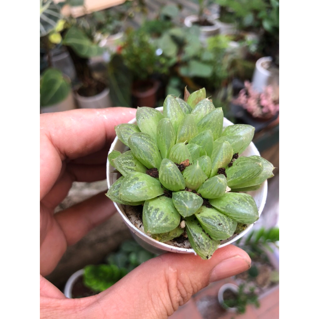 Dòng sen đá Haworthia (thường gọi là sen đá kim cương hoặc sen ngọc) trang trí sân vườn,decor để bàn xinh xắn đáng yêu