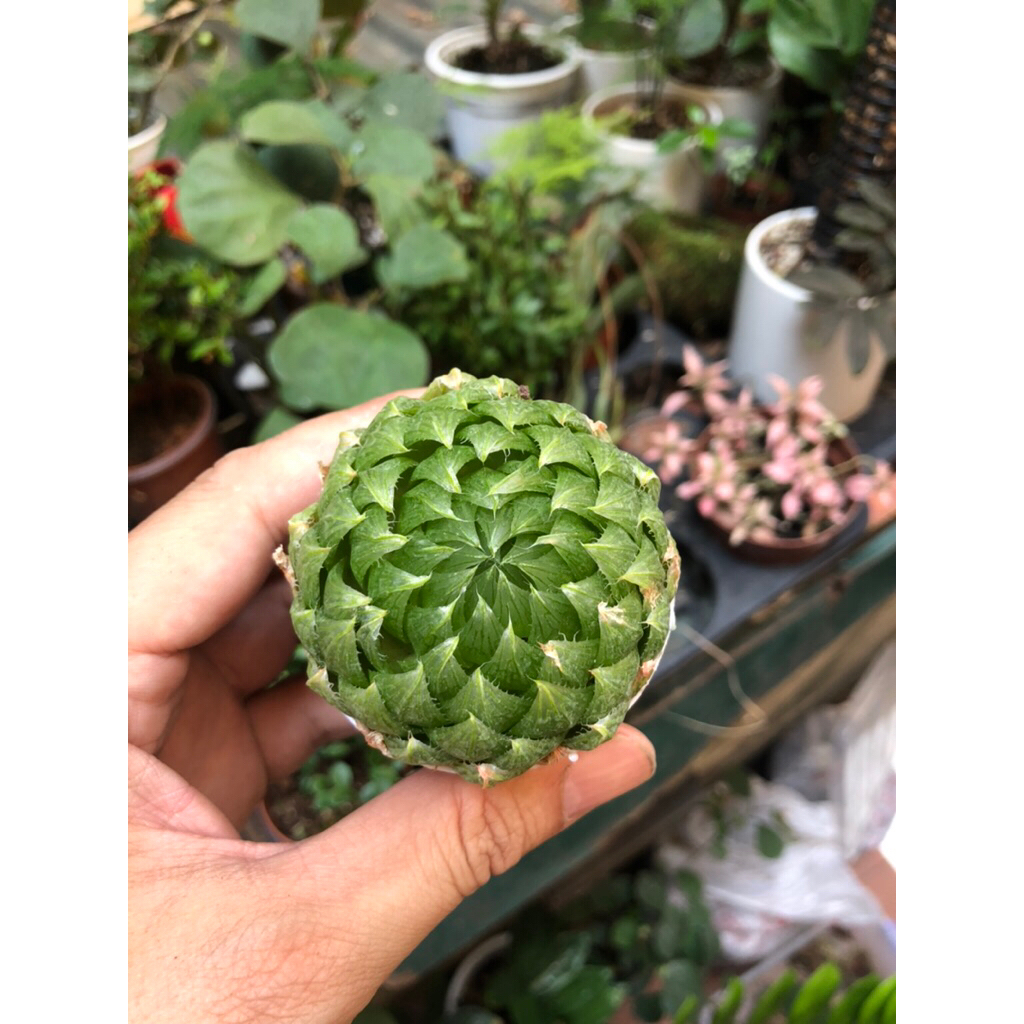 Dòng sen đá Haworthia (thường gọi là sen đá kim cương hoặc sen ngọc) trang trí sân vườn,decor để bàn xinh xắn đáng yêu