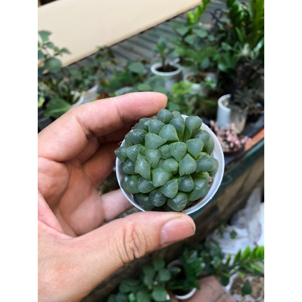Dòng sen đá Haworthia (thường gọi là sen đá kim cương hoặc sen ngọc) trang trí sân vườn,decor để bàn xinh xắn đáng yêu