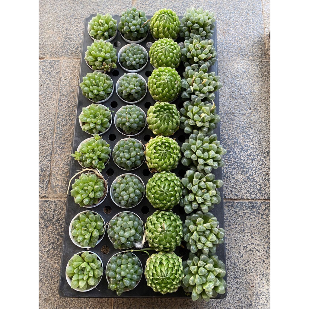 Dòng sen đá Haworthia (thường gọi là sen đá kim cương hoặc sen ngọc) trang trí sân vườn,decor để bàn xinh xắn đáng yêu