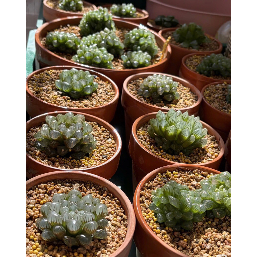 Dòng sen đá Haworthia (thường gọi là sen đá kim cương hoặc sen ngọc) trang trí sân vườn,decor để bàn xinh xắn đáng yêu