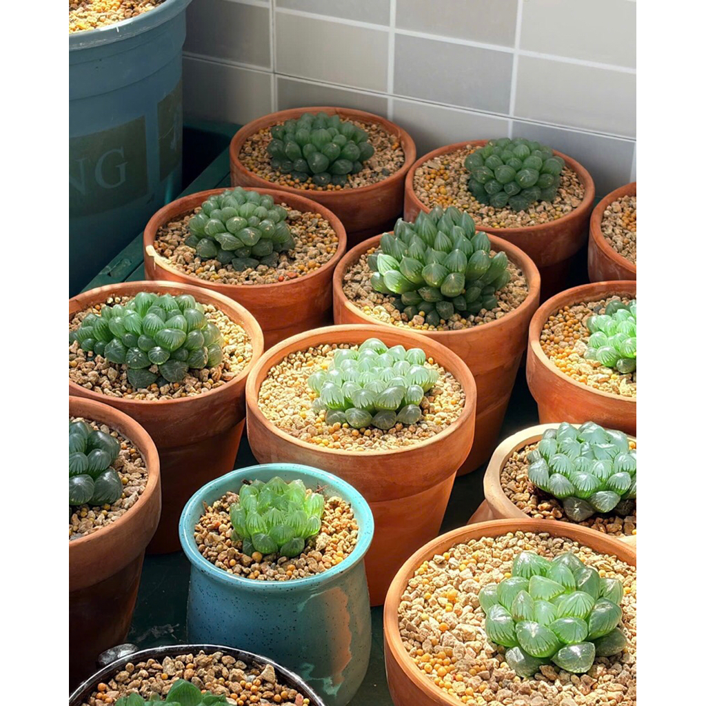 Dòng sen đá Haworthia (thường gọi là sen đá kim cương hoặc sen ngọc) trang trí sân vườn,decor để bàn xinh xắn đáng yêu
