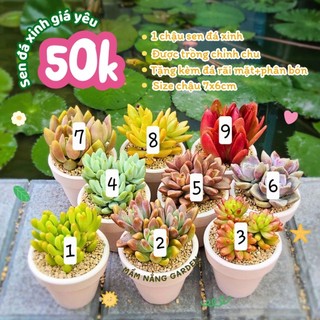 Sen Đá Trang Trí Bàn Làm Việc - Chậu 7x6cm (Tặng Kèm Đá Rải Mặt + Phân Bón) - Mầm Nắng Garden