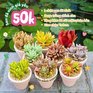 Sen Đá Trang Trí Bàn Làm Việc - Chậu 7x6cm (Tặng Kèm Đá Rải Mặt + Phân Bón) - Mầm Nắng Garden